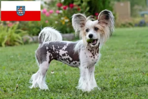 Mehr über den Artikel erfahren Chinese Crested Dog Züchter und Welpen in Thüringen