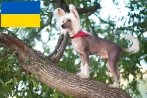 Mehr über den Artikel erfahren Chinese Crested Dog Züchter und Welpen in der Ukraine