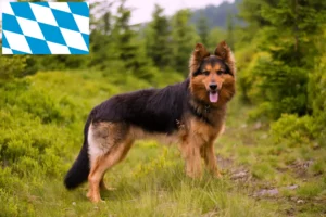 Mehr über den Artikel erfahren Chodský pes Züchter und Welpen in Bayern