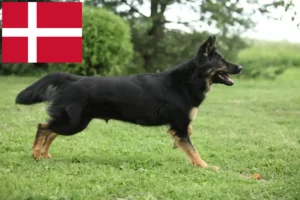 Mehr über den Artikel erfahren Chodský pes Züchter und Welpen in Dänemark