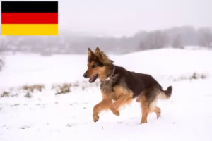 Mehr über den Artikel erfahren Chodský pes Züchter und Welpen in Deutschland