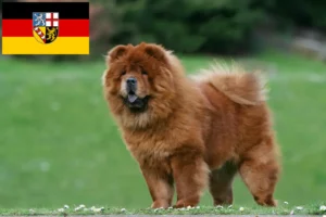 Mehr über den Artikel erfahren Chow-Chow Züchter und Welpen im Saarland