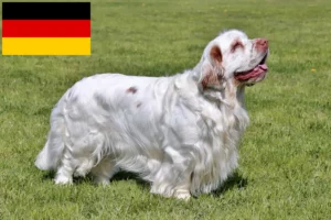 Mehr über den Artikel erfahren Clumber Spaniel Züchter und Welpen in Deutschland