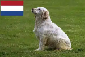 Mehr über den Artikel erfahren Clumber Spaniel Züchter und Welpen in den Niederlanden