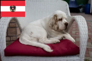 Mehr über den Artikel erfahren Clumber Spaniel Züchter und Welpen in Österreich