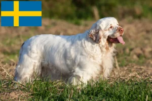 Mehr über den Artikel erfahren Clumber Spaniel Züchter und Welpen in Schweden