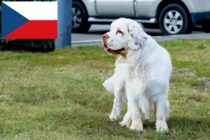 Mehr über den Artikel erfahren Clumber Spaniel Züchter und Welpen in Tschechien