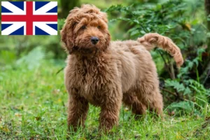 Mehr über den Artikel erfahren Cockapoo Züchter und Welpen in Großbritannien