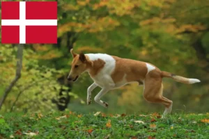 Mehr über den Artikel erfahren Collie Züchter und Welpen in Dänemark