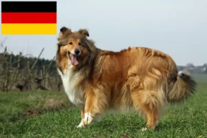 Mehr über den Artikel erfahren Collie Züchter und Welpen in Deutschland