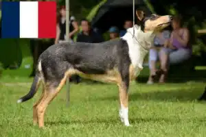 Mehr über den Artikel erfahren Collie Züchter und Welpen in Frankreich