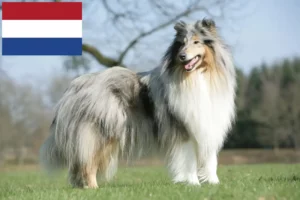 Mehr über den Artikel erfahren Collie Züchter und Welpen in den Niederlanden