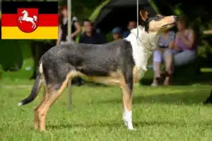 Mehr über den Artikel erfahren Collie Züchter und Welpen in Niedersachsen