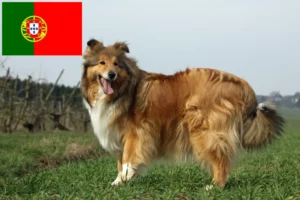 Mehr über den Artikel erfahren Collie Züchter und Welpen in Portugal