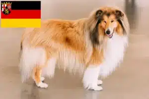 Mehr über den Artikel erfahren Collie Züchter und Welpen in Rheinland-Pfalz