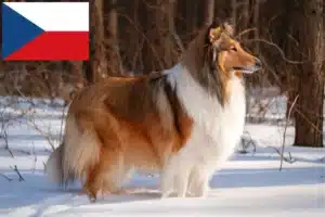 Mehr über den Artikel erfahren Collie Züchter und Welpen in Tschechien