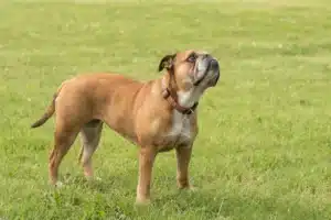 Mehr über den Artikel erfahren Continental Bulldog Züchter