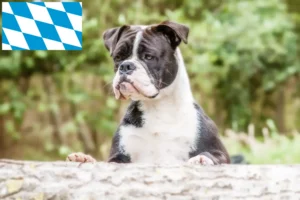 Mehr über den Artikel erfahren Continental Bulldog Züchter und Welpen in Bayern