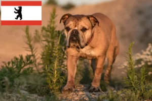 Mehr über den Artikel erfahren Continental Bulldog Züchter und Welpen in Berlin