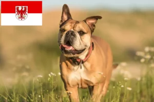 Mehr über den Artikel erfahren Continental Bulldog Züchter und Welpen in Brandenburg