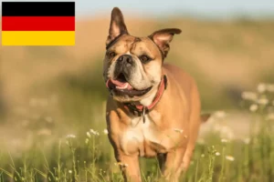 Mehr über den Artikel erfahren Continental Bulldog Züchter und Welpen in Deutschland