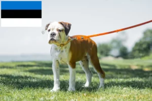 Mehr über den Artikel erfahren Continental Bulldog Züchter und Welpen in Estland