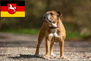 Read more about the article Continental Bulldog Züchter und Welpen in Niedersachsen