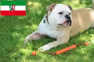 Mehr über den Artikel erfahren Continental Bulldog Züchter und Welpen in Nordrhein-Westfalen