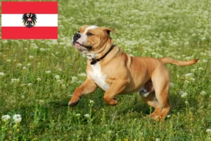 Mehr über den Artikel erfahren Continental Bulldog Züchter und Welpen in Österreich