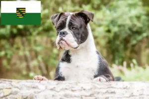 Mehr über den Artikel erfahren Continental Bulldog Züchter und Welpen in Sachsen