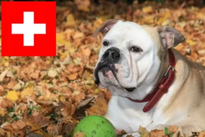 Mehr über den Artikel erfahren Continental Bulldog Züchter und Welpen in der Schweiz