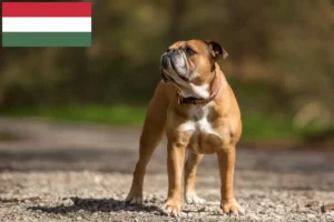 Mehr über den Artikel erfahren Continental Bulldog Züchter und Welpen in Ungarn