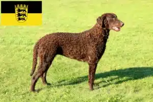 Mehr über den Artikel erfahren Curly Coated Retriever Züchter und Welpen in Baden-Württemberg