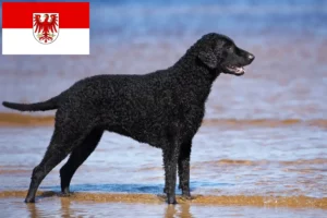 Mehr über den Artikel erfahren Curly Coated Retriever Züchter und Welpen in Brandenburg