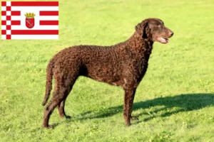 Mehr über den Artikel erfahren Curly Coated Retriever Züchter und Welpen in Bremen