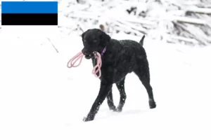 Mehr über den Artikel erfahren Curly Coated Retriever Züchter und Welpen in Estland