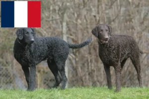 Mehr über den Artikel erfahren Curly Coated Retriever Züchter und Welpen in Frankreich