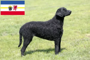 Mehr über den Artikel erfahren Curly Coated Retriever Züchter und Welpen in Mecklenburg-Vorpommern