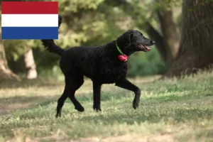 Mehr über den Artikel erfahren Curly Coated Retriever Züchter und Welpen in den Niederlanden