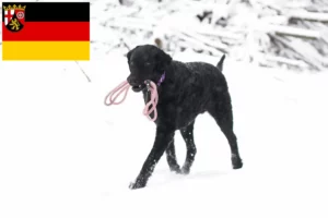 Mehr über den Artikel erfahren Curly Coated Retriever Züchter und Welpen in Rheinland-Pfalz