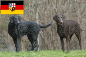 Mehr über den Artikel erfahren Curly Coated Retriever Züchter und Welpen im Saarland