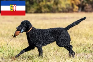 Mehr über den Artikel erfahren Curly Coated Retriever Züchter und Welpen in Schleswig-Holstein