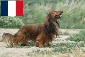 Mehr über den Artikel erfahren Dackel Züchter und Welpen in Frankreich