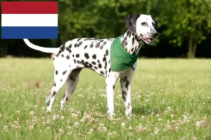 Mehr über den Artikel erfahren Dalmatiner Züchter und Welpen in den Niederlanden