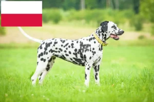 Mehr über den Artikel erfahren Dalmatiner Züchter und Welpen in Polen