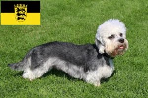 Mehr über den Artikel erfahren Dandie Dinmont Terrier Züchter und Welpen in Baden-Württemberg