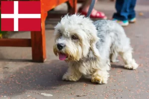 Mehr über den Artikel erfahren Dandie Dinmont Terrier Züchter und Welpen in Dänemark
