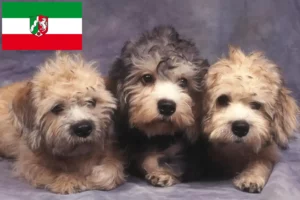 Mehr über den Artikel erfahren Dandie Dinmont Terrier Züchter und Welpen in Nordrhein-Westfalen