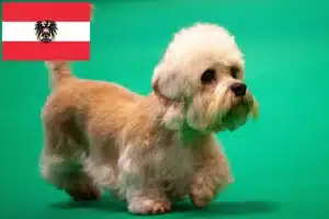 Mehr über den Artikel erfahren Dandie Dinmont Terrier Züchter und Welpen in Österreich