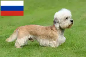 Mehr über den Artikel erfahren Dandie Dinmont Terrier Züchter und Welpen in Russland